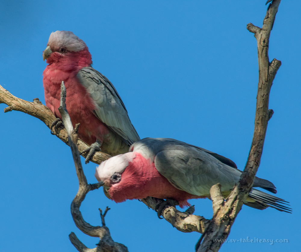 Galahs at Modewarre
