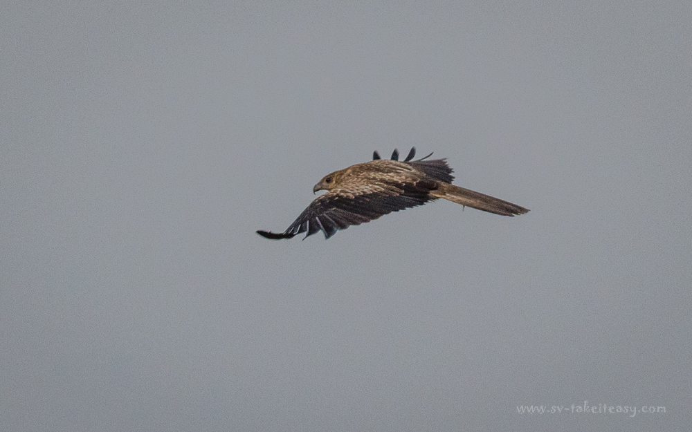 Whistling Kite in flight