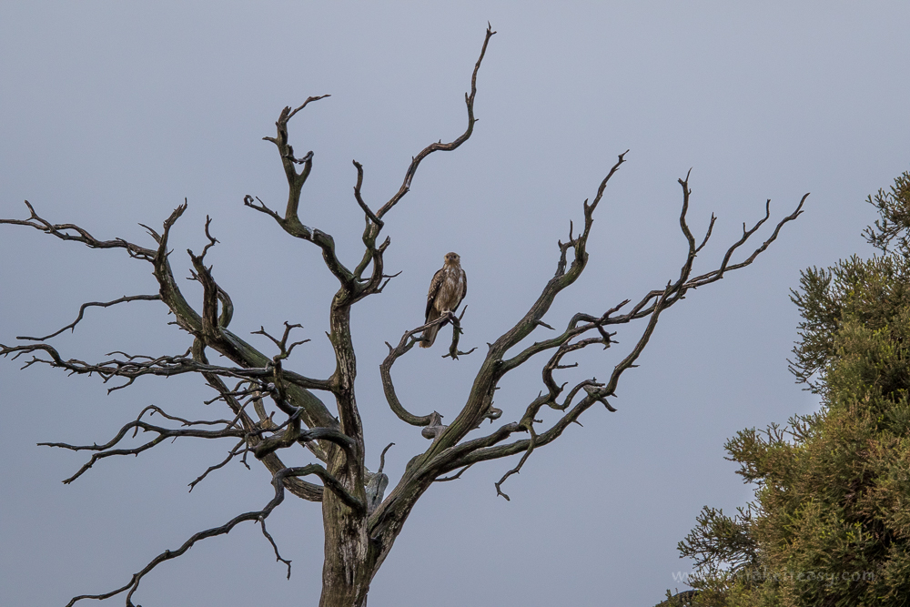Whistling Kite perching