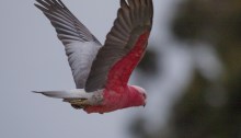 Galah in flight, Lake Borrie
