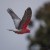 Galah in flight, Lake Borrie