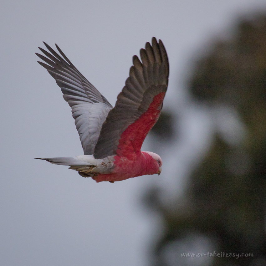 Galah in flight, Lake Borrie