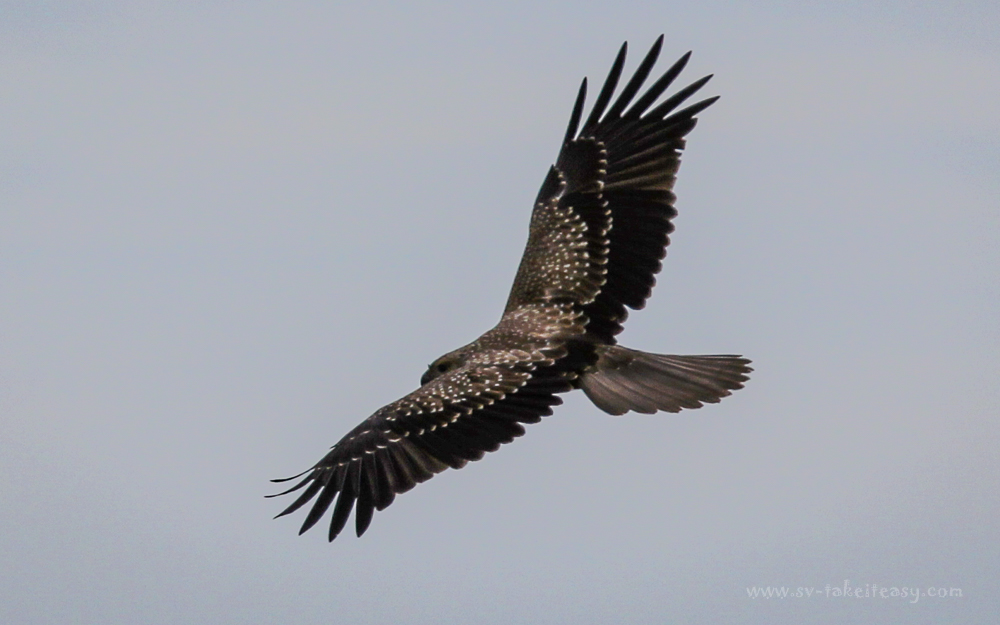 Whistling Kite in flight