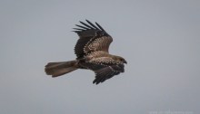 Whistling Kite in flight