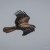 Whistling Kite in flight