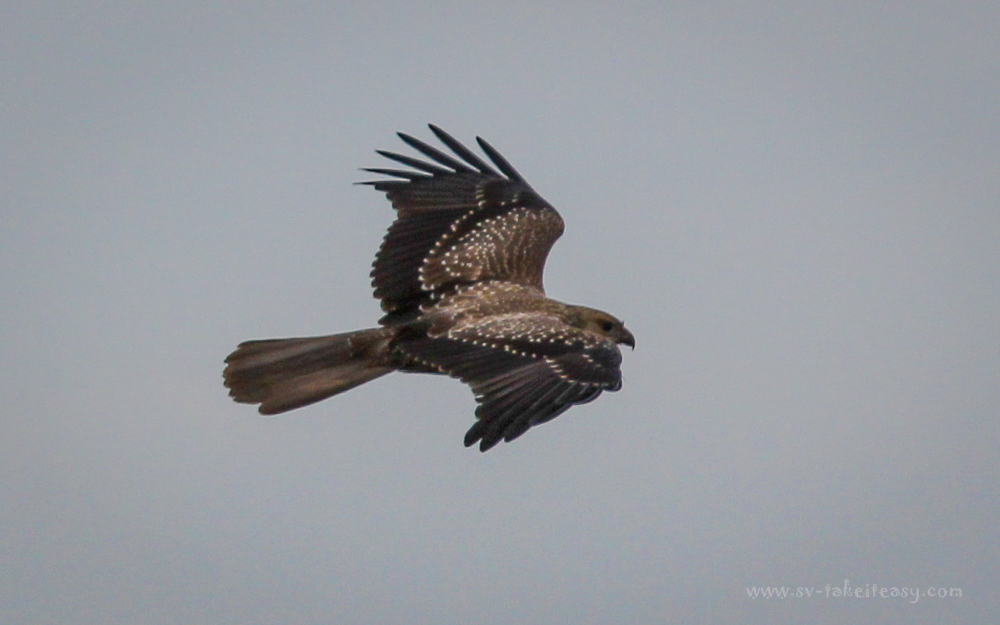 Whistling Kite in flight