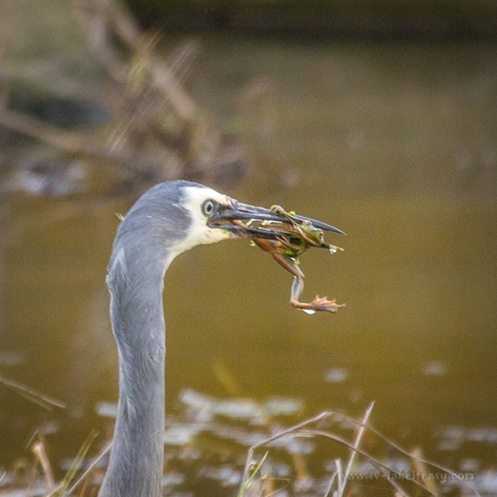 Close up of heron with frog