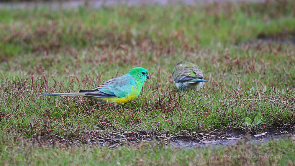 Red-rumped Parrots
