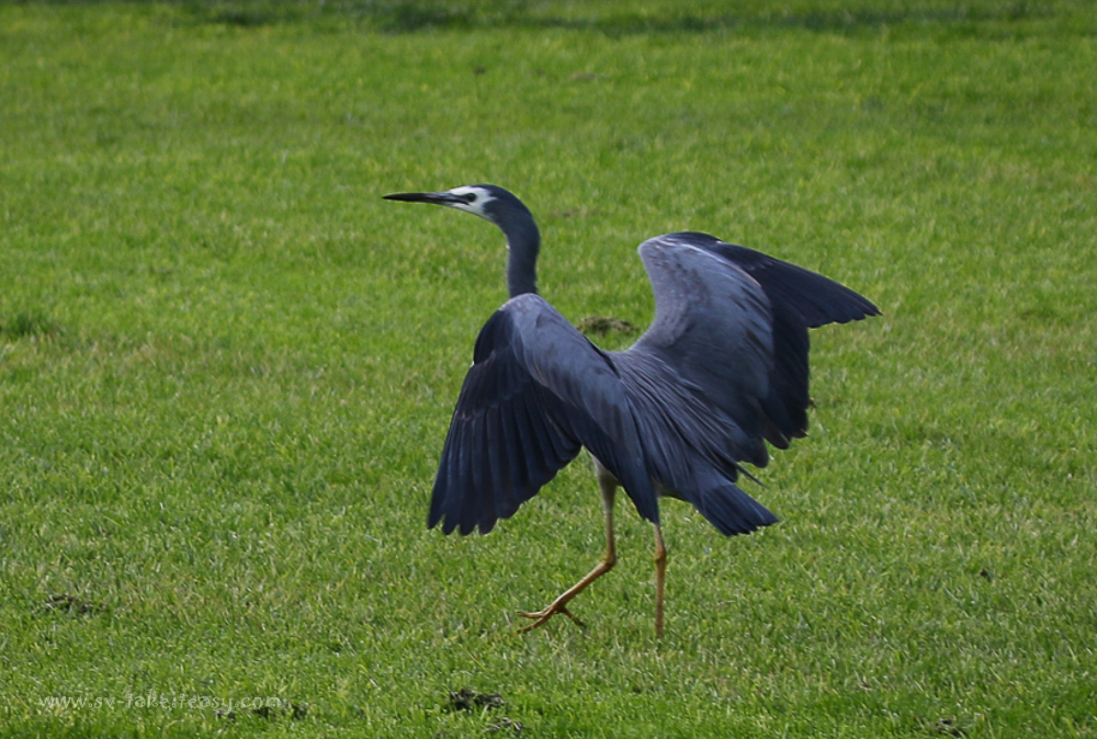 White-faced Heron