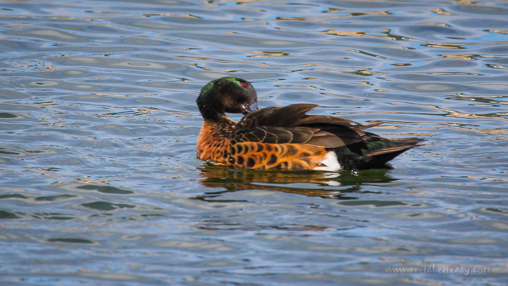Male Chestnut Teal