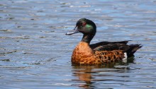 Male Chestnut Teal