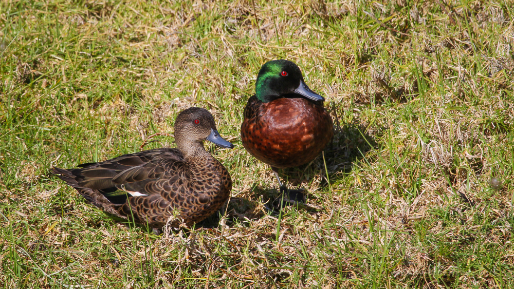 Chestnut Teal Couple