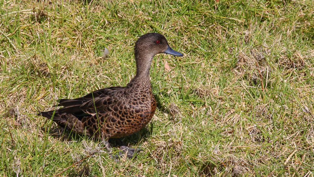 Female Chestnut Teal