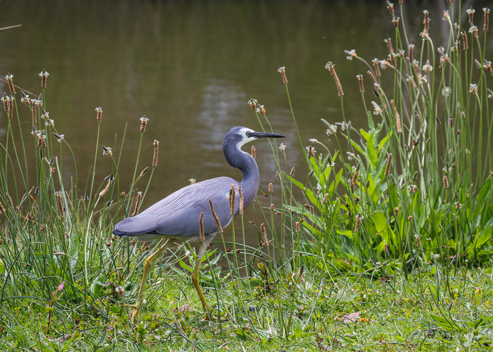 White-face Heron at Lake Pertobe