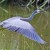 White-faced Heron aloft, Lake Pertobe