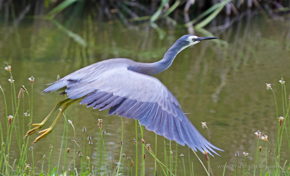 White-faced Heron aloft, Lake Pertobe