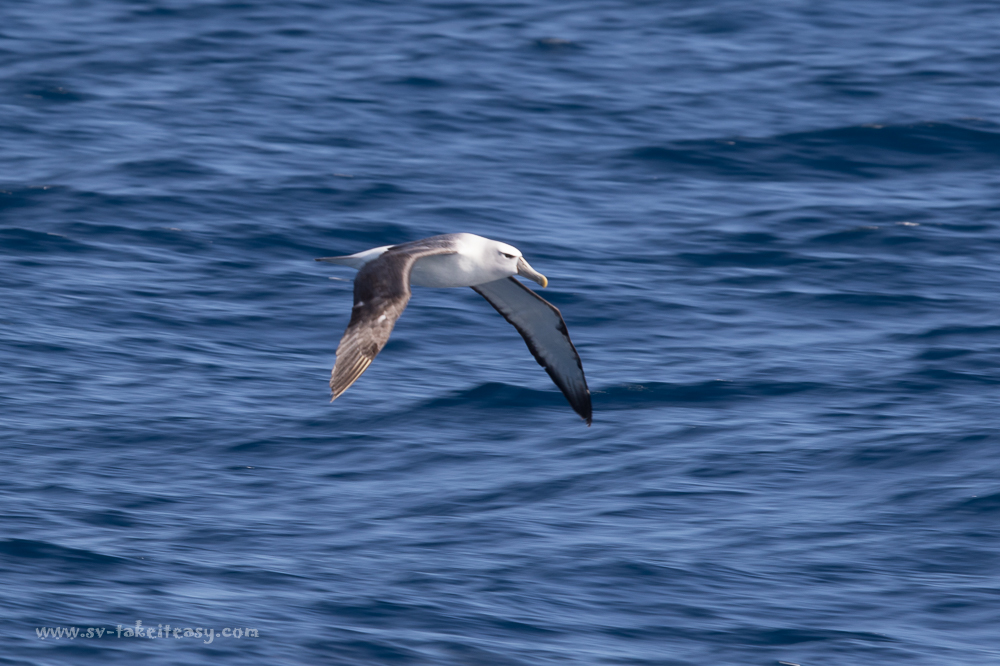 Shy Albatross