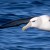 Shy Albatross