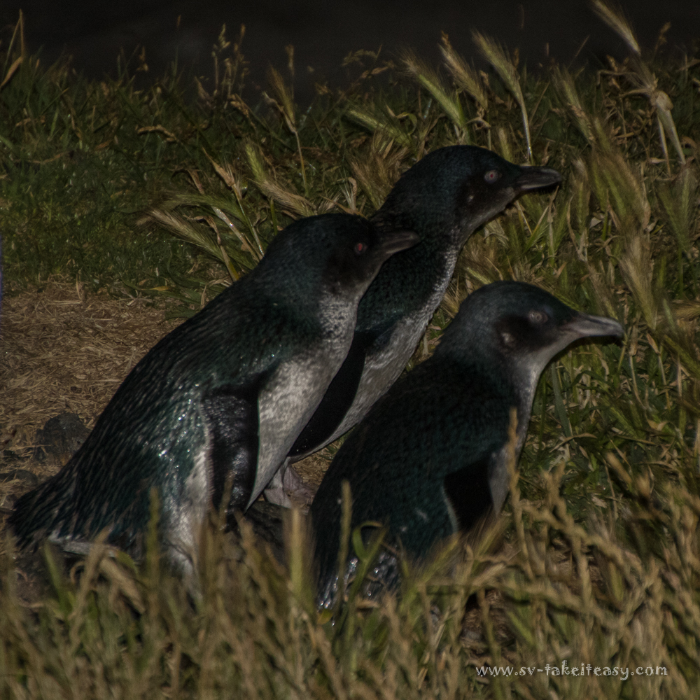 Little Penguins