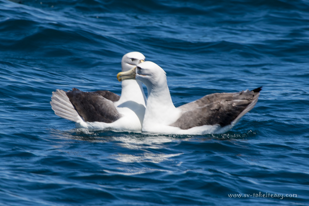 Pair of Shy Albatrosses greeting each other with their beak