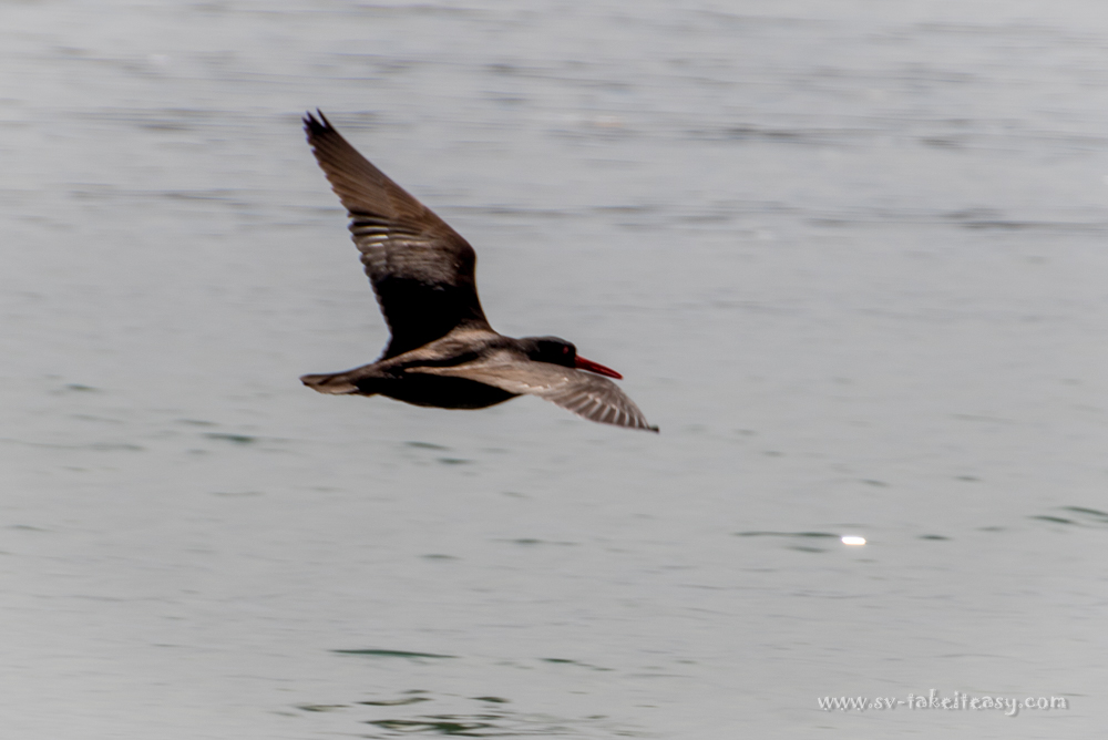 Sooty Oystercatcher in flight
