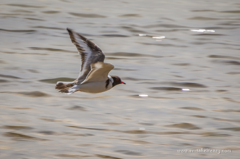 Hooded Plover in flight