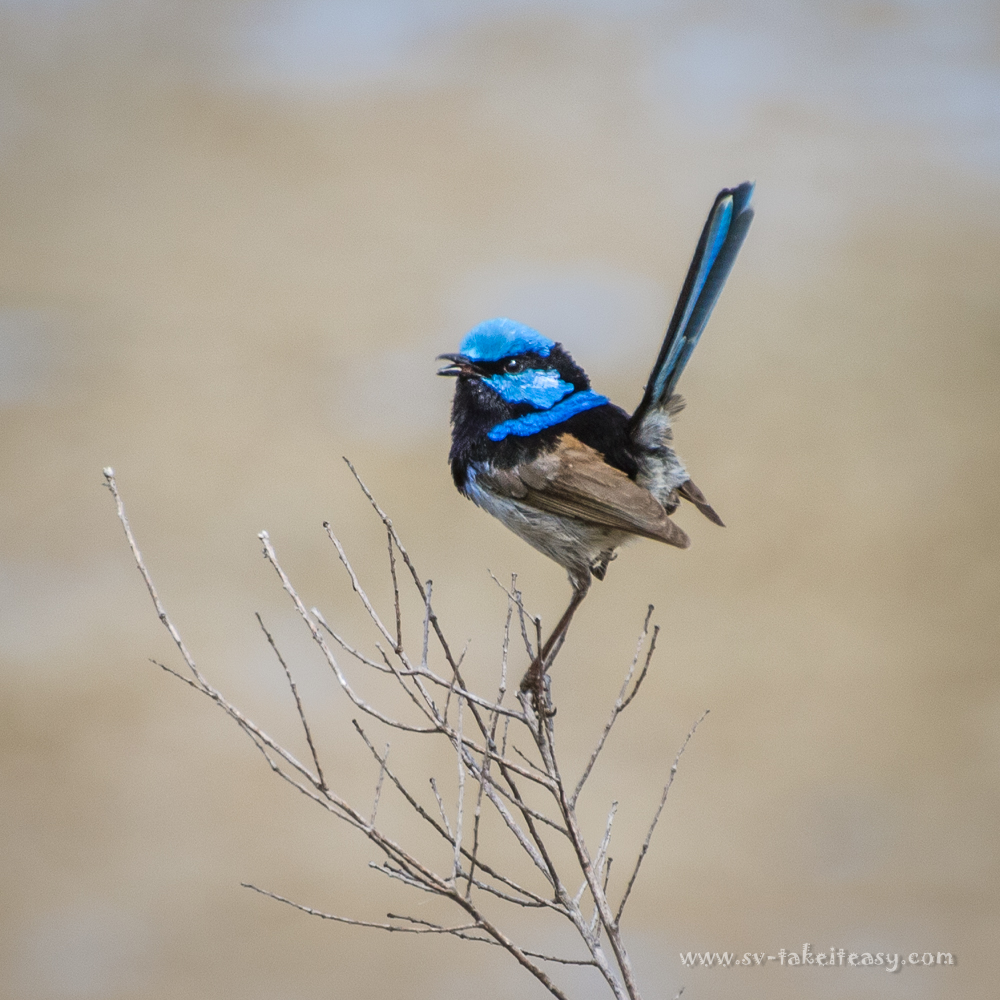 Superb Blue Wren singing