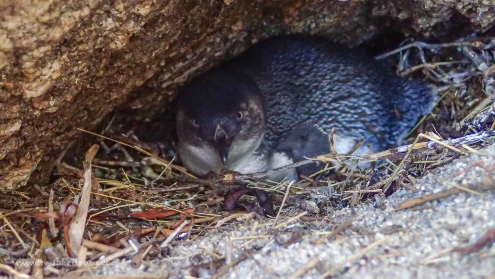 Little Penguin looking startled at Mermaid Bay