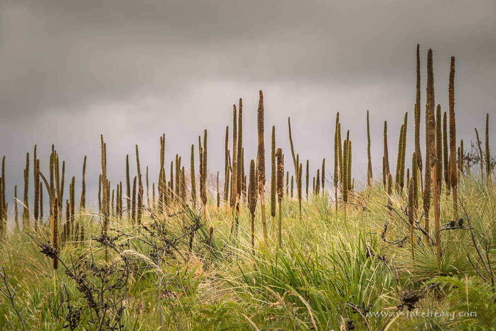 Grass trees at Tomahawk Beach