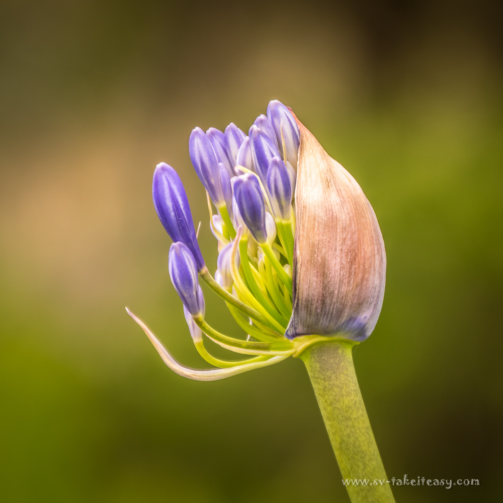 Agapanthus bud