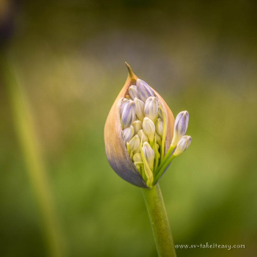 Agapanthus bud