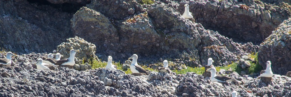 Shy Albatross Rookery at Albatross Island
