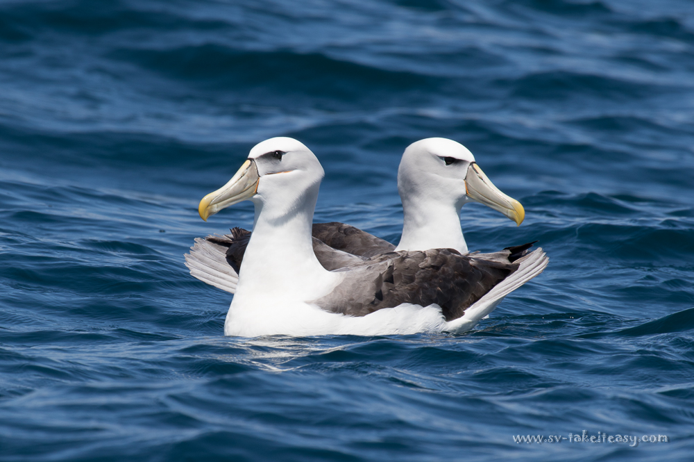 Shy Albatrosses