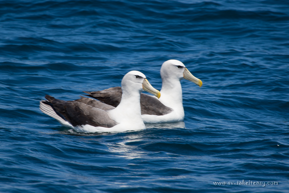 Shy Albatrosses