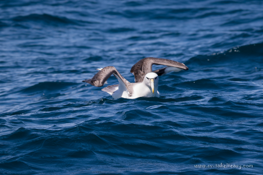 Shy Albatross about to take off