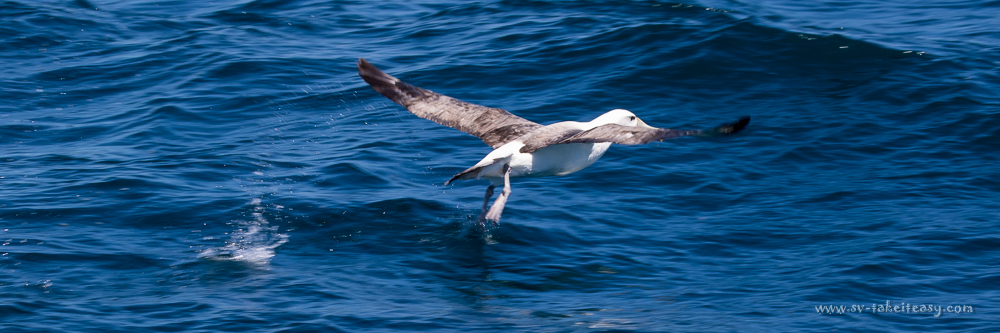 Shy Albatross takeoff