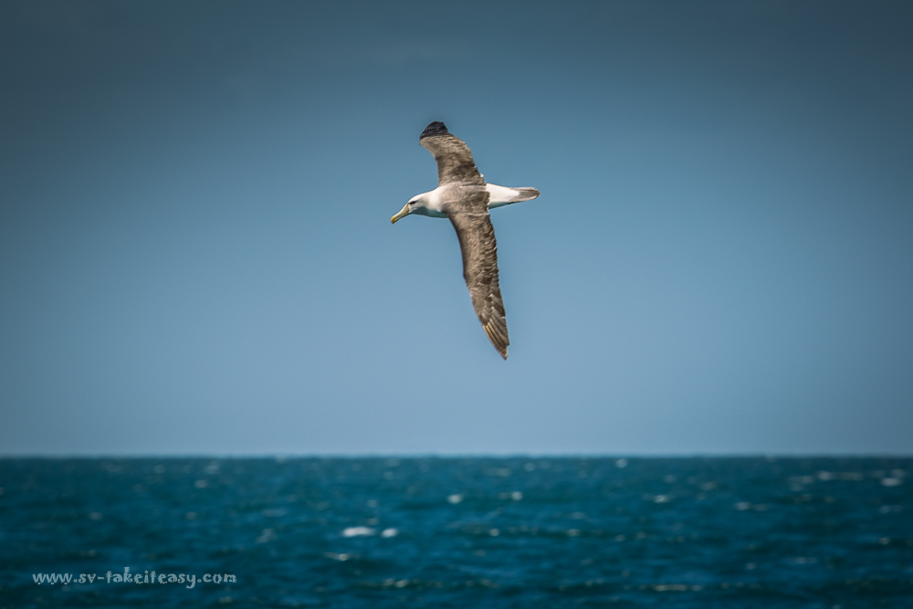 Shy Albatross