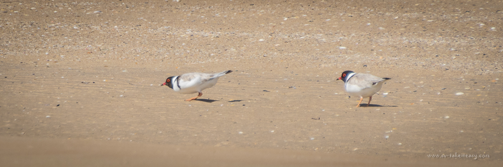 Hooded Plovers