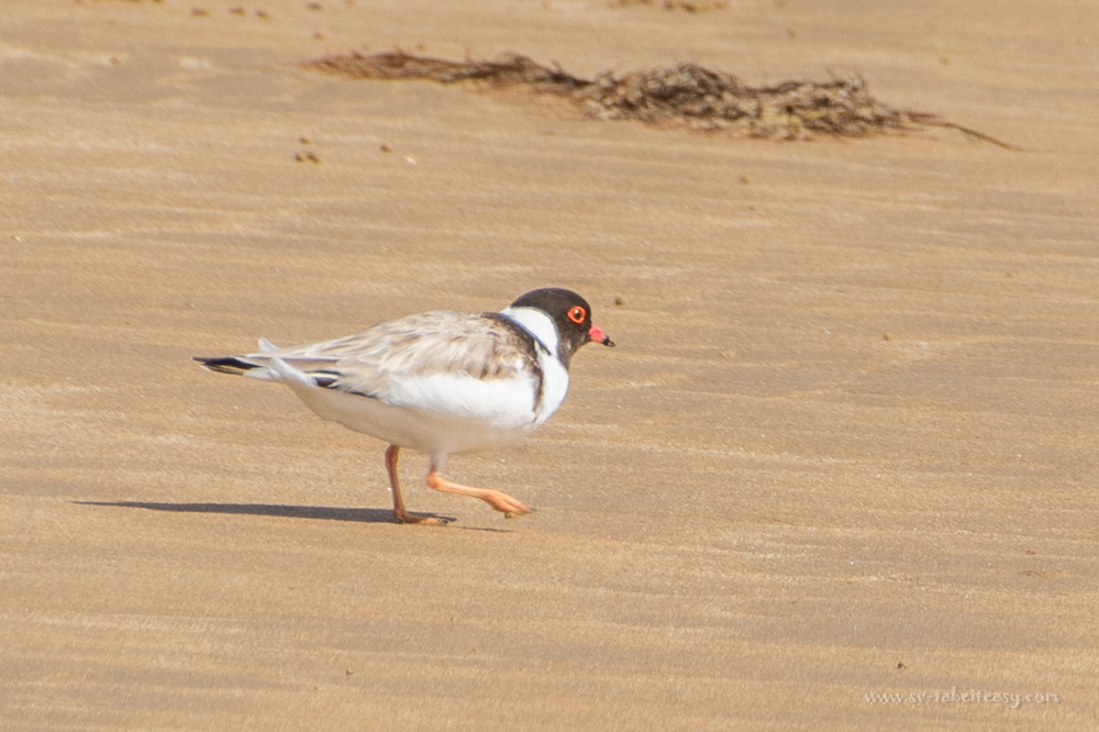 Hooded Plover