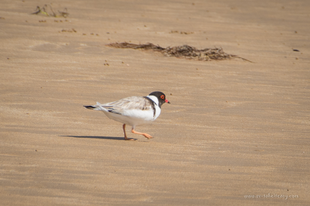 Hooded Plover