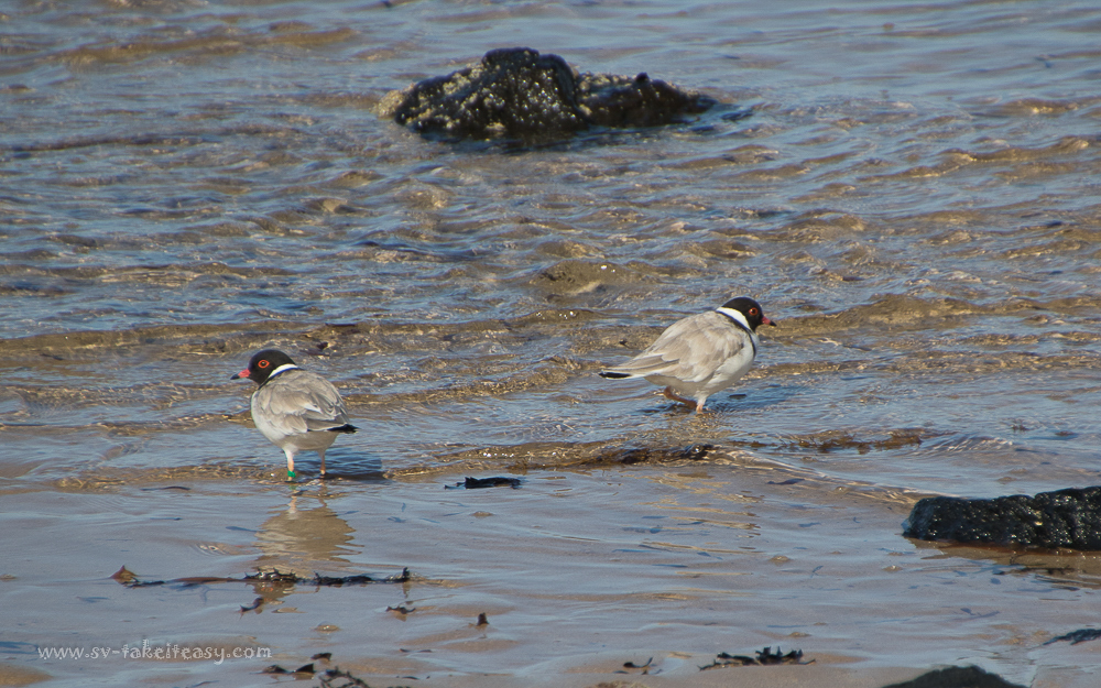 Hooded Plovers