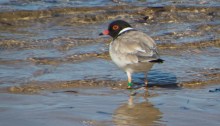 Hooded Plover