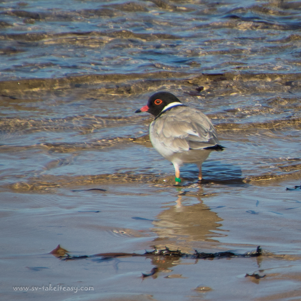 Hooded Plover