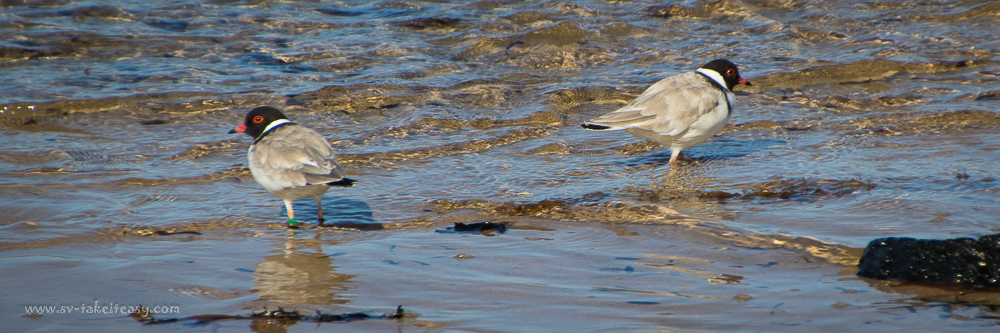 Hooded Plovers