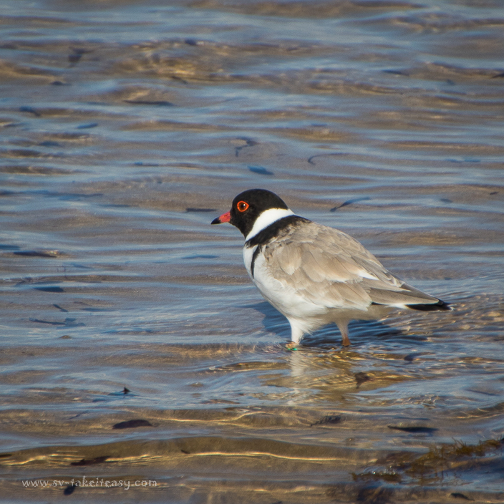 Hooded Plover
