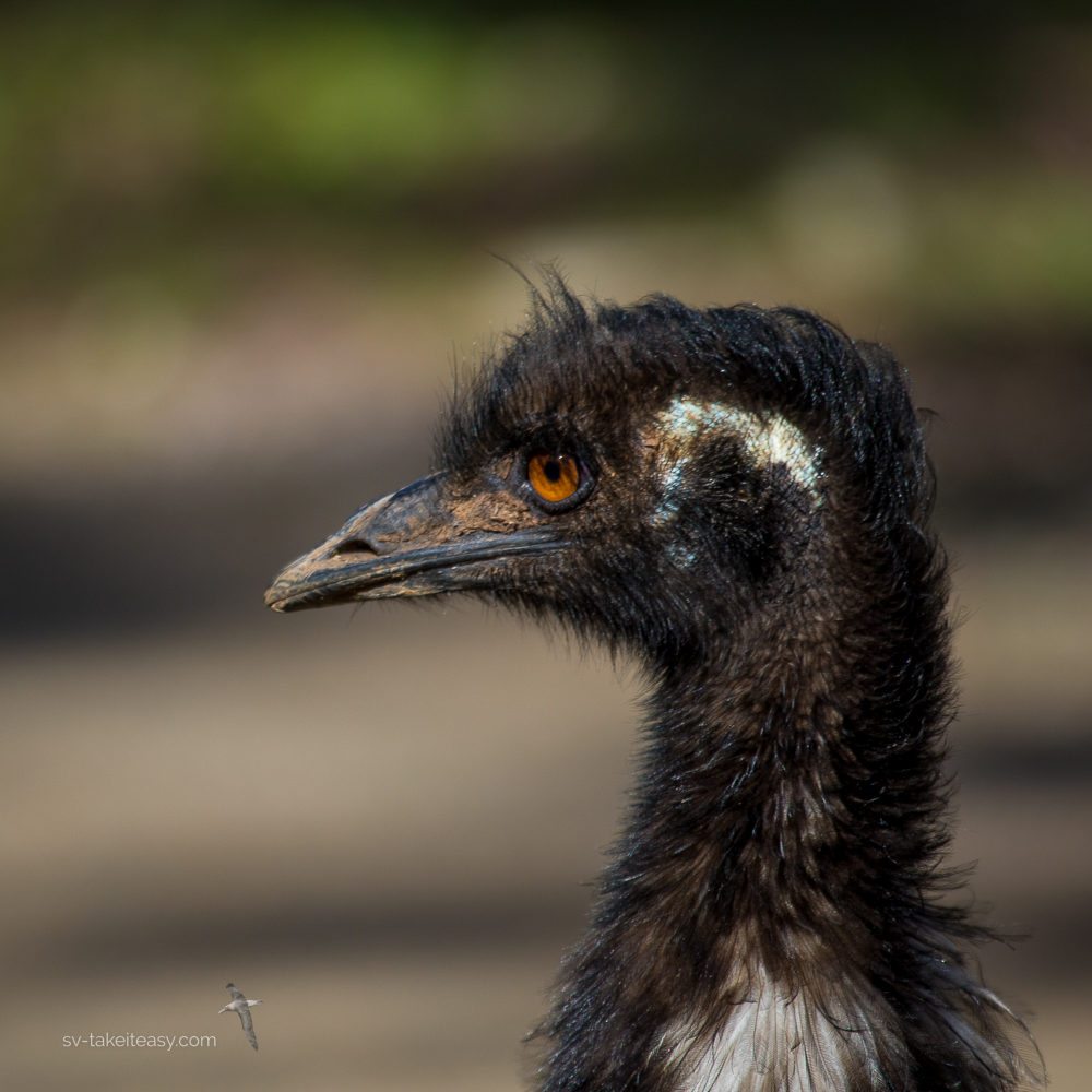 Emu portrait
