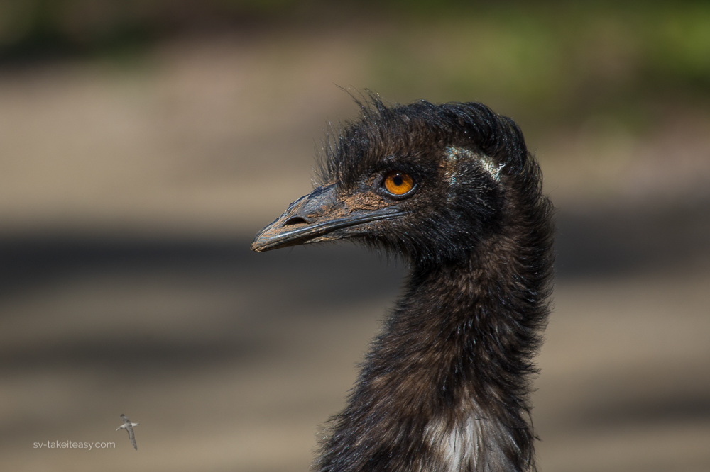 Emu portrait