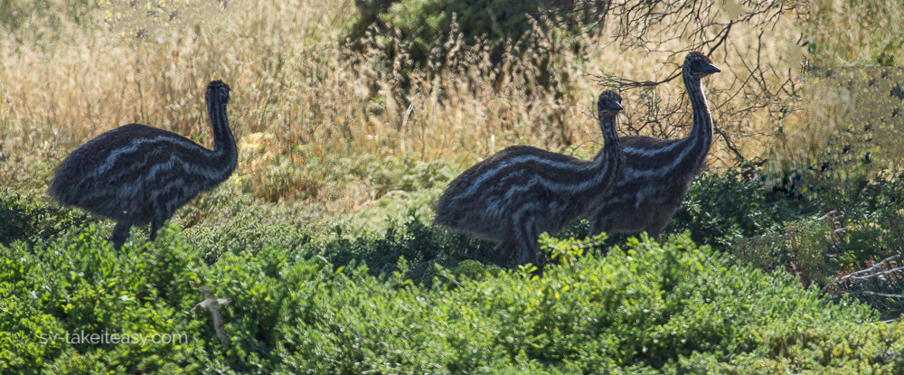 Three Emu chicks