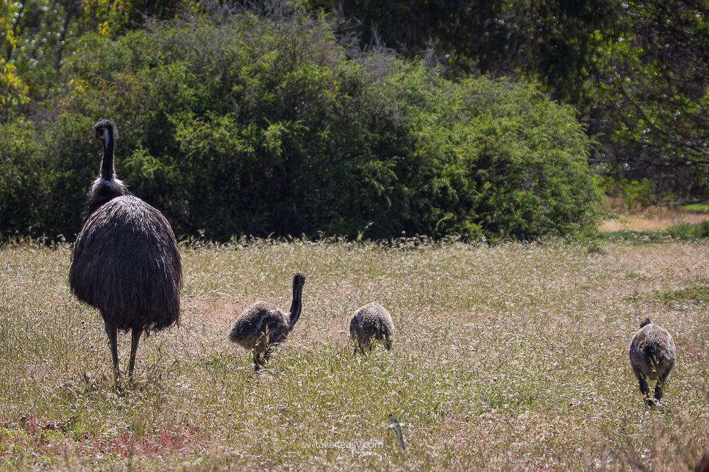 Male Emu and chicks