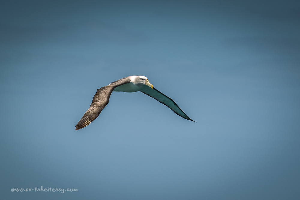 Shy Albatross